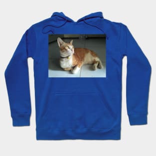 cute renji cat Hoodie